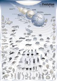 evolution poster