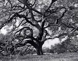 tree pictures
