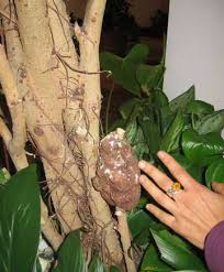 pictures ficus trees
