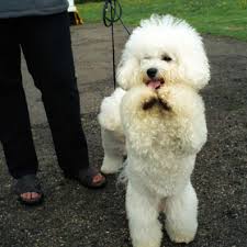 the poodles
