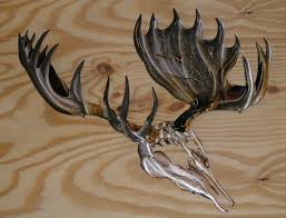 moose skulls
