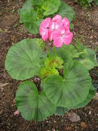zonal geranium
