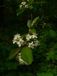 bitter cherry tree