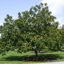 persea americana