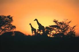 south africa animals