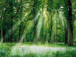 http://t0.gstatic.com/images?q=tbn:0Z_MJg4Brge8vM:http://ionesco.sciences-po.fr/scube/prix_environnement/foret.jpg