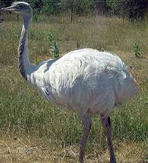 large flightless birds
