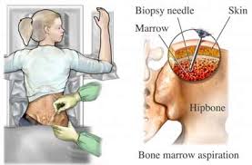 pelvic bone