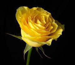 pictures yellow roses