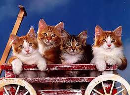 صور قطط تجنن Wagon