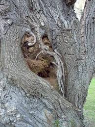 faces in trees