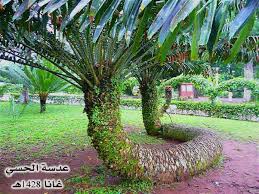 الشجرة المحنية Ghana023