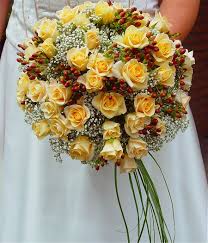 pictures yellow roses