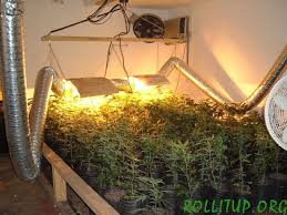 grow marijuana