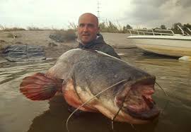 record du monde de silure