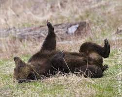 Grizzly Bear Facts, Video and