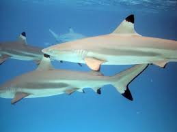black tipped reef sharks
