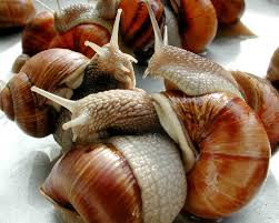 escargo
