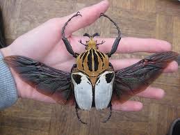 goliathus cacicus