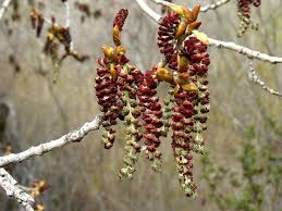 wind pollination