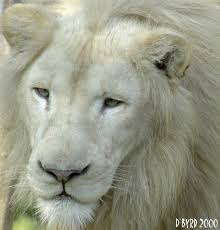 الأسود البيضاء Lion_blanc