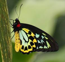 the beautiful butterfly
