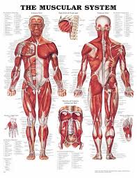 muscular system anatomical chart