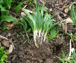 wild garlic