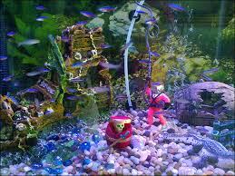 freshwater aquarium accessories