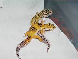 leopard gecko lizards