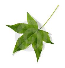 maple leaf