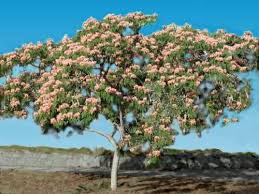 albizia