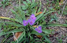 spiderwort