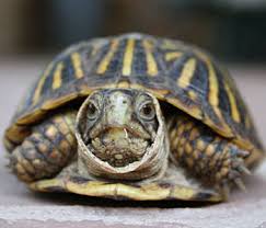 small turtles