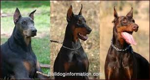 blue doberman