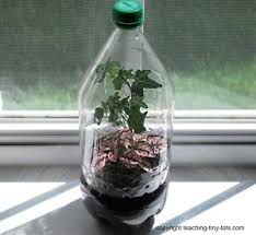 soda bottle terrariums