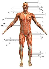 printable information about asians discoverers