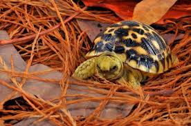 burmese star tortoise