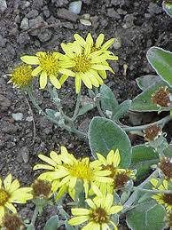 senecio greyi