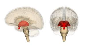 diencephalon