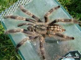 poecilotheria miranda