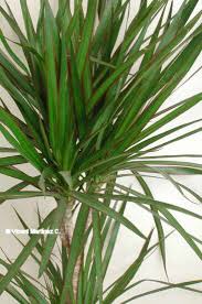 dracaena_marginata.jpg