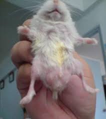 robo hampster