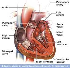 A normal heart has two