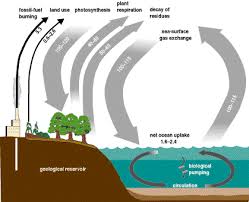 carbon cycling