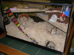 gerbil cages