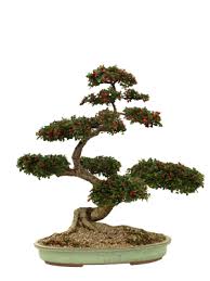 bonsai plants