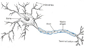 association neuron