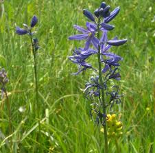camassia quamash
