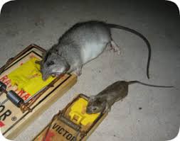 roof rats